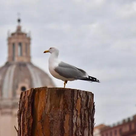 Cedro Appartamento Roma